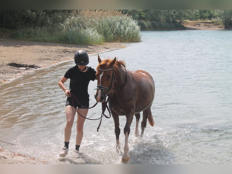 Deutsches Reitpony Stute 14 Jahre Fuchs in Weiterstadt
