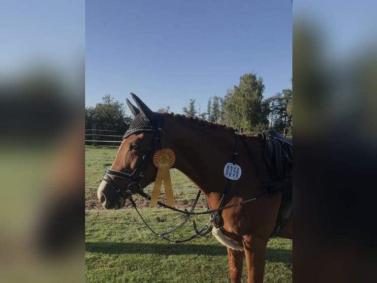 Deutsches Reitpony Stute 14 Jahre Fuchs in Weiterstadt