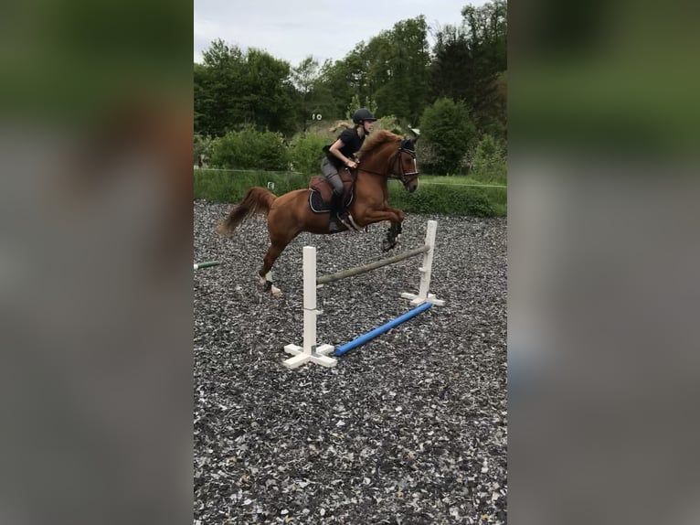 Deutsches Reitpony Stute 14 Jahre Fuchs in Weiterstadt