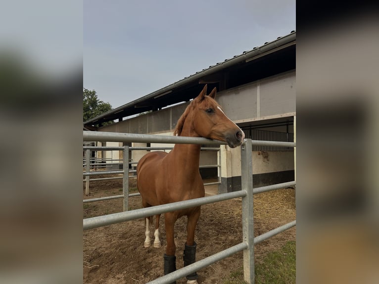 Deutsches Reitpony Stute 14 Jahre Fuchs in Weiterstadt