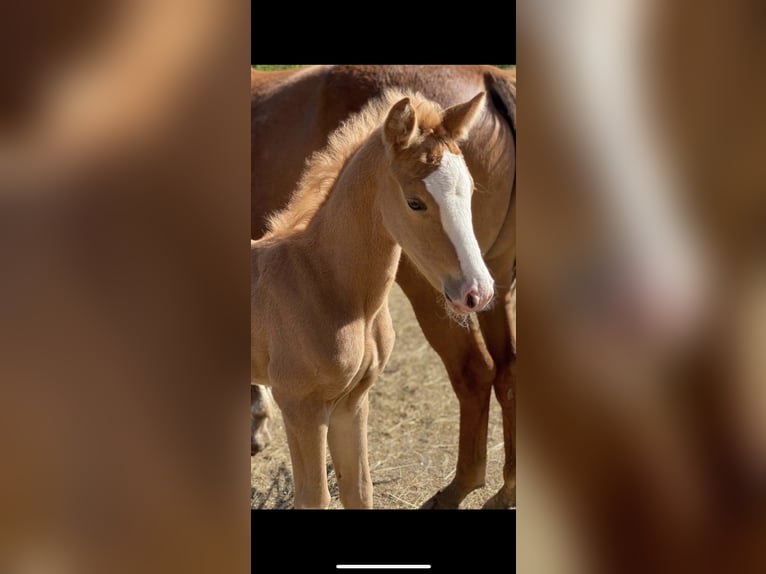 Deutsches Reitpony Stute 14 Jahre Fuchs in Großenkneten