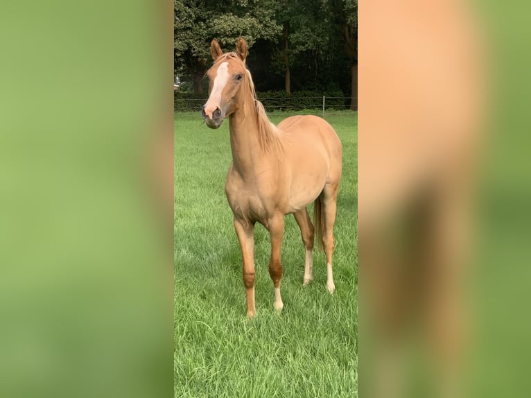 Deutsches Reitpony Stute 14 Jahre Fuchs in Großenkneten