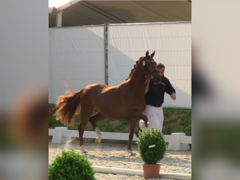 Deutsches Reitpony Stute 14 Jahre in Bedburg