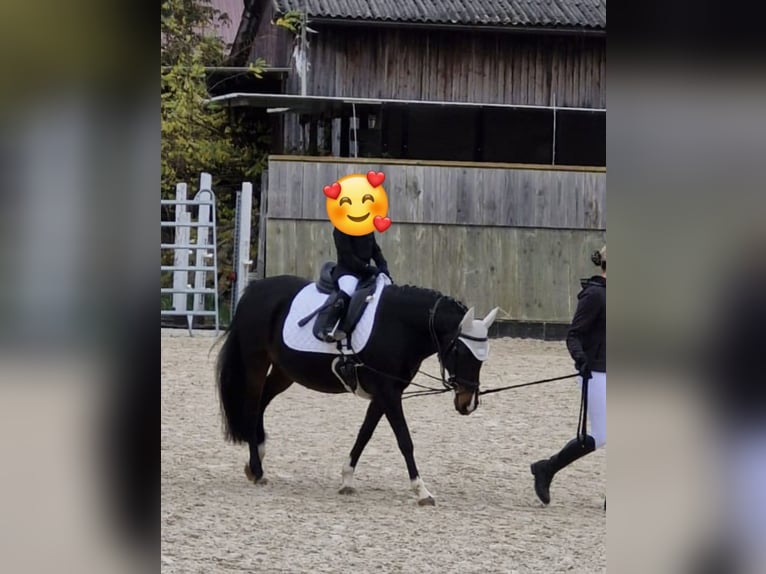 Deutsches Reitpony Stute 15 Jahre 135 cm Dunkelbrauner in Steinheim an der Murr