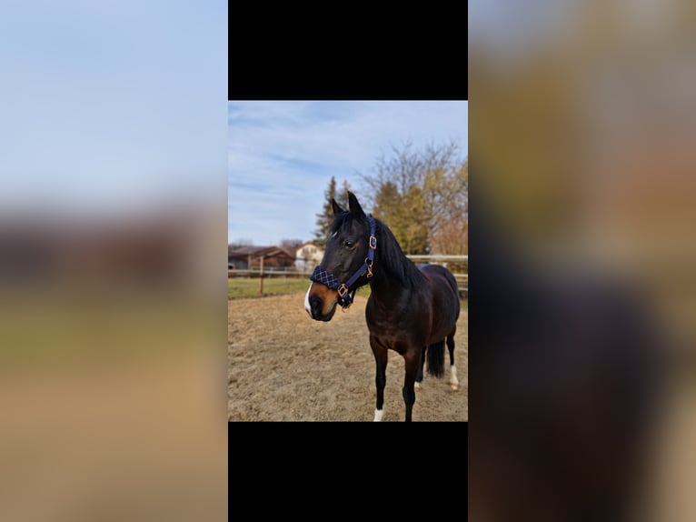 Deutsches Reitpony Stute 15 Jahre 135 cm Dunkelbrauner in Steinheim an der Murr