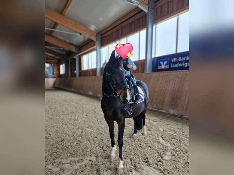 Deutsches Reitpony Stute 15 Jahre 135 cm Dunkelbrauner in Steinheim an der Murr