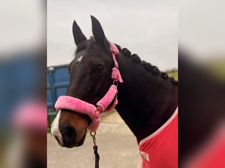 Deutsches Reitpony Stute 15 Jahre 135 cm Dunkelbrauner in Steinheim an der Murr