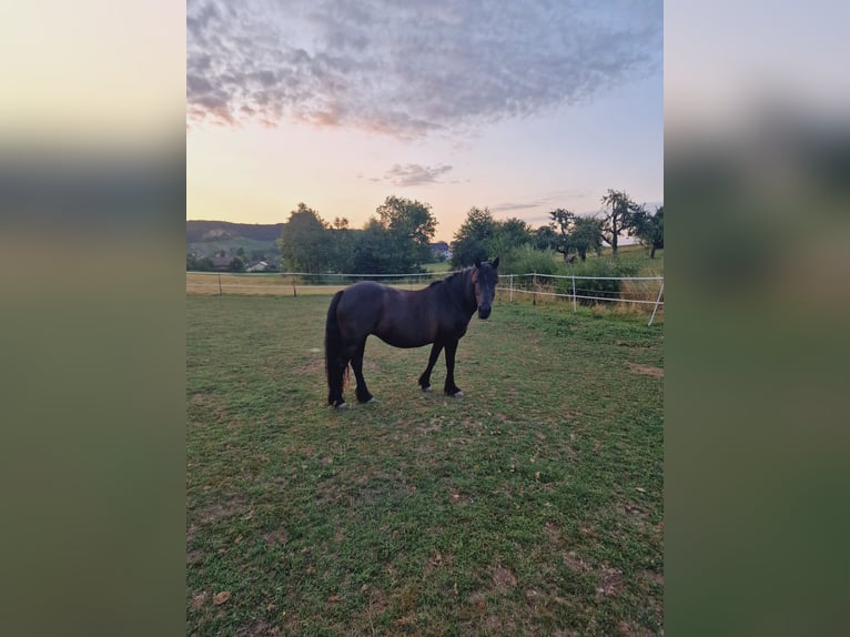 Deutsches Reitpony Mix Stute 15 Jahre 135 cm Rappe in Sternenfels