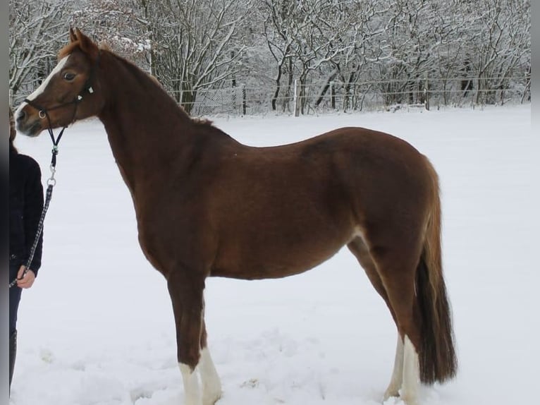 Deutsches Reitpony Stute 15 Jahre 136 cm Fuchs in Gummersbach