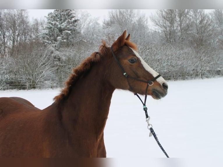Deutsches Reitpony Stute 15 Jahre 136 cm Fuchs in Gummersbach