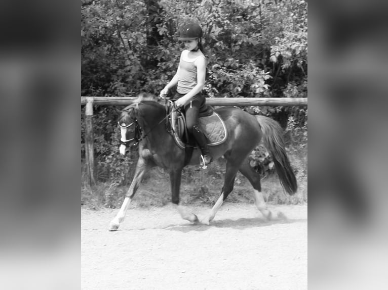 Deutsches Reitpony Stute 15 Jahre 136 cm Fuchs in Gummersbach