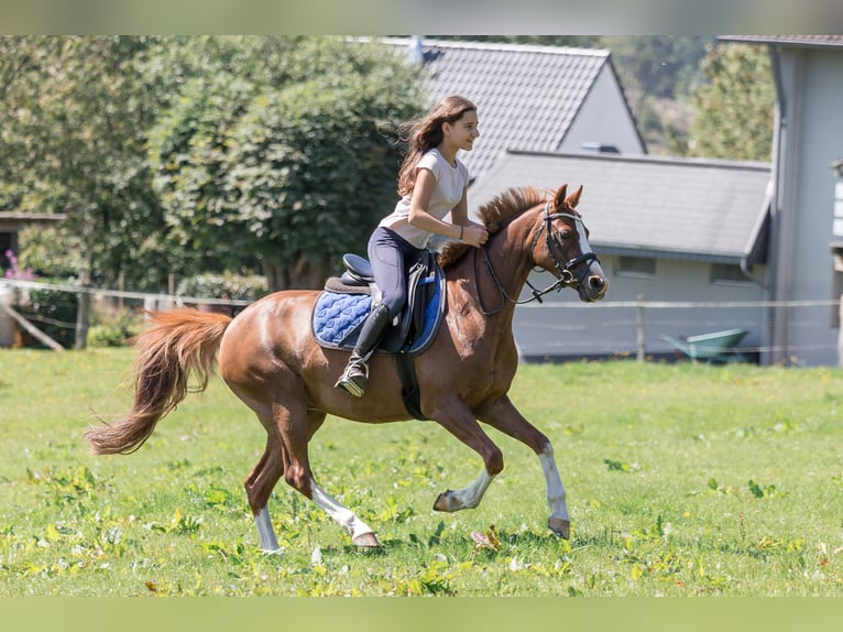 Deutsches Reitpony Stute 15 Jahre 136 cm Fuchs in Gummersbach