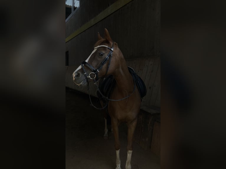Deutsches Reitpony Stute 15 Jahre 136 cm Fuchs in Gummersbach