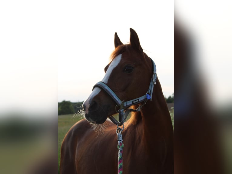 Deutsches Reitpony Stute 15 Jahre 136 cm Fuchs in Gummersbach