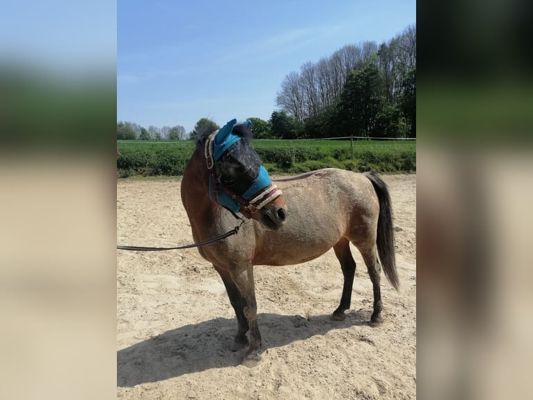 Deutsches Reitpony Stute 15 Jahre 138 cm Brauner in Holzwickede