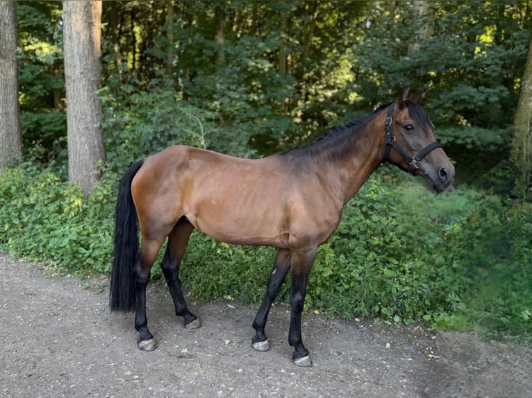 Deutsches Reitpony Stute 15 Jahre 138 cm Brauner in Gelsenkirchen