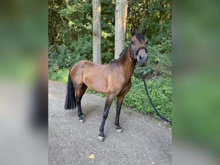 Deutsches Reitpony Stute 15 Jahre 138 cm Brauner in Gelsenkirchen