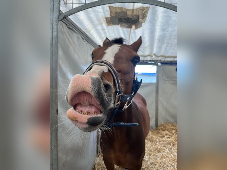 Deutsches Reitpony Stute 15 Jahre 138 cm Rotbrauner in Warszawa
