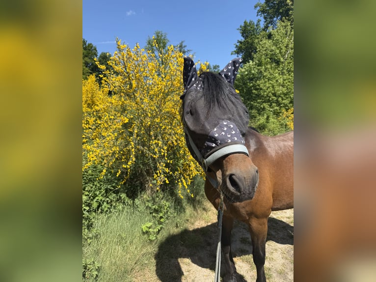 Deutsches Reitpony Stute 15 Jahre 140 cm Brauner in Haltern am See