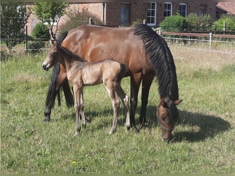 Deutsches Reitpony Stute 15 Jahre 140 cm Brauner in Haltern am See