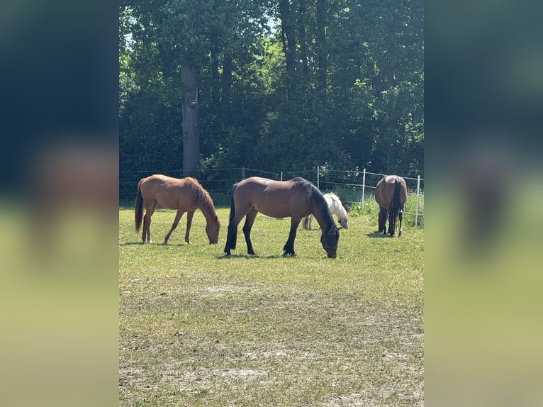 Deutsches Reitpony Stute 15 Jahre 140 cm Brauner in Haltern am See
