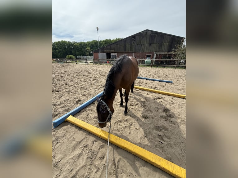 Deutsches Reitpony Stute 15 Jahre 140 cm Brauner in Haltern am See
