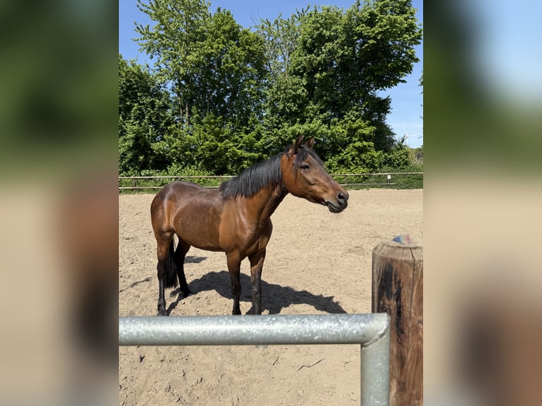 Deutsches Reitpony Stute 15 Jahre 140 cm Brauner in Haltern am See