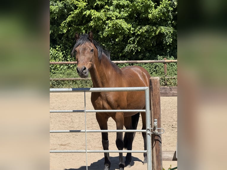 Deutsches Reitpony Stute 15 Jahre 140 cm Brauner in Haltern am See
