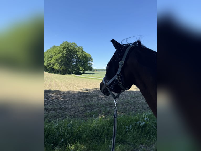 Deutsches Reitpony Stute 15 Jahre 140 cm Brauner in Haltern am See