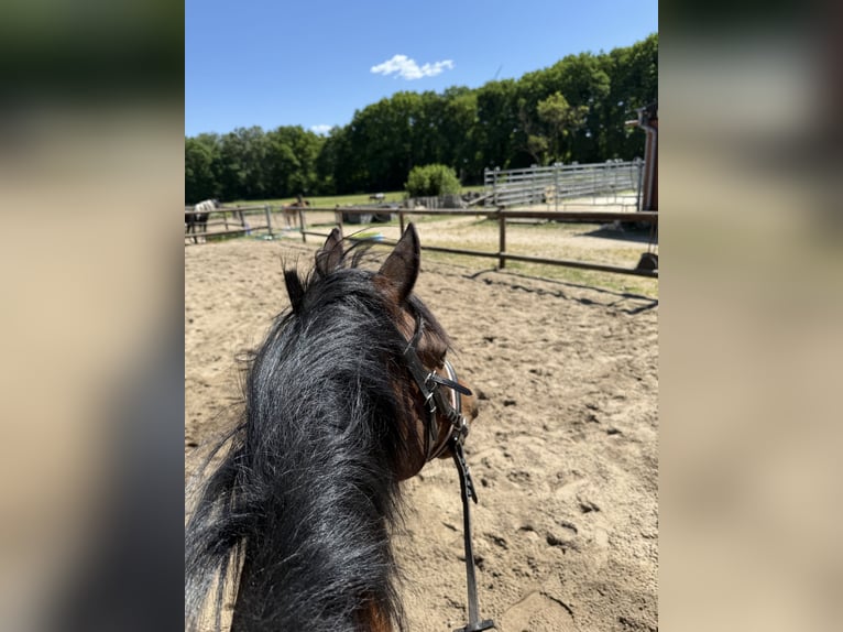Deutsches Reitpony Stute 15 Jahre 140 cm Brauner in Haltern am See