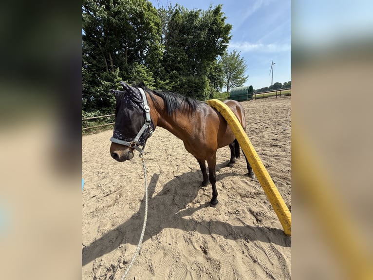 Deutsches Reitpony Stute 15 Jahre 140 cm Brauner in Haltern am See