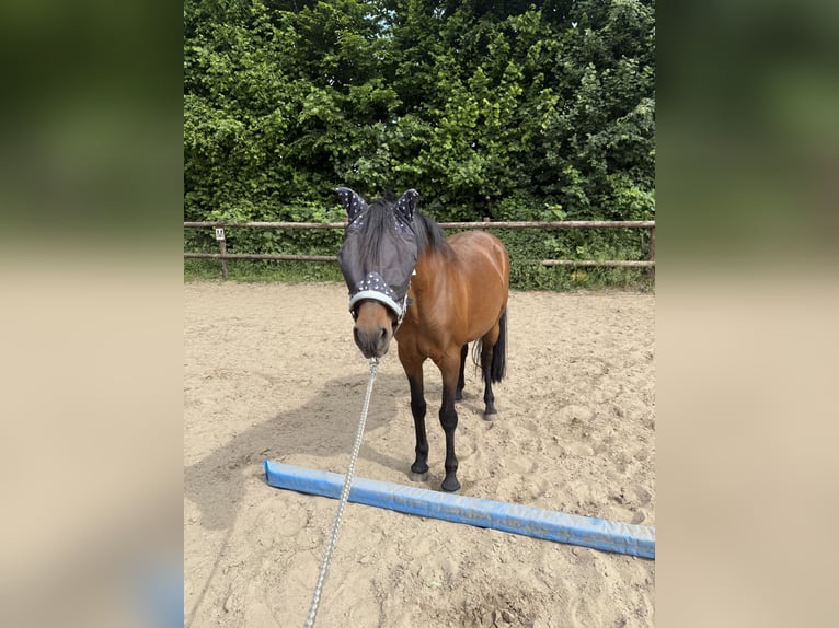 Deutsches Reitpony Stute 15 Jahre 140 cm Brauner in Haltern am See