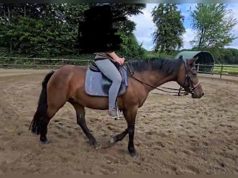 Deutsches Reitpony Stute 15 Jahre 140 cm Brauner in Haltern am See