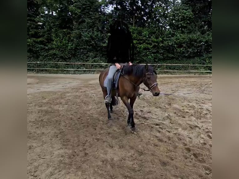 Deutsches Reitpony Stute 15 Jahre 140 cm Brauner in Haltern am See