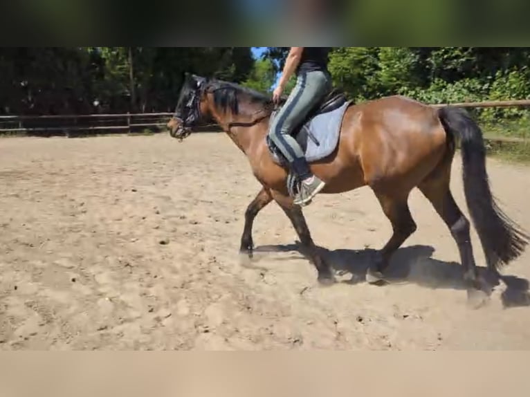 Deutsches Reitpony Stute 15 Jahre 140 cm Brauner in Haltern am See