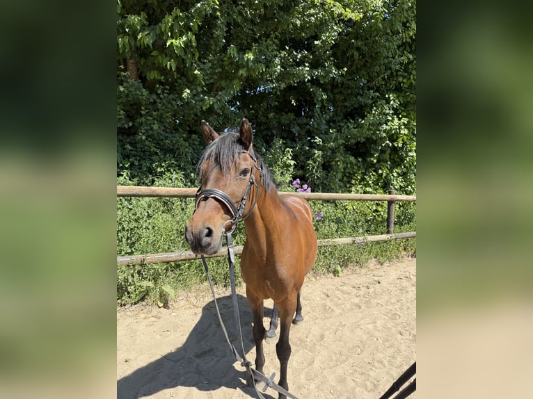 Deutsches Reitpony Stute 15 Jahre 140 cm Brauner in Haltern am See