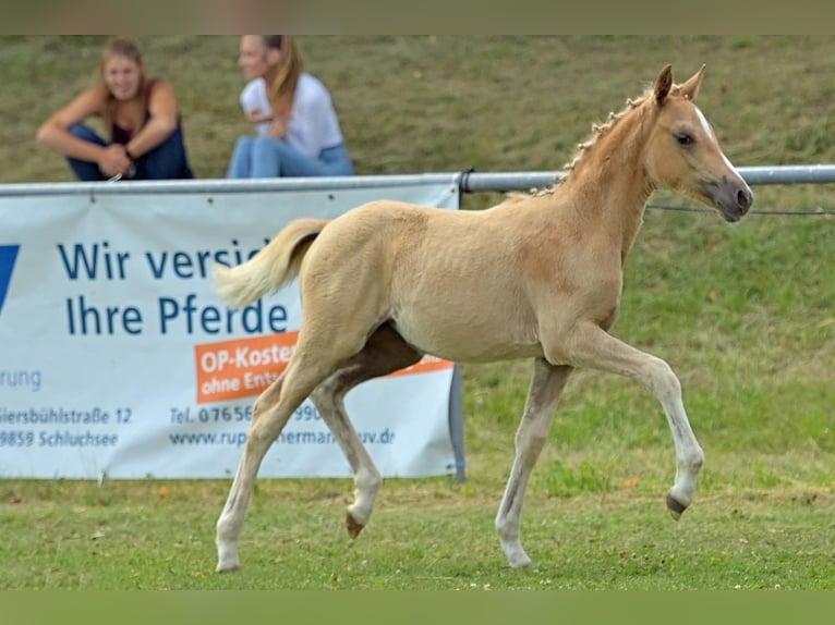 Deutsches Reitpony Stute 15 Jahre 141 Cm Dunkelfuchs In Deggenhausertal