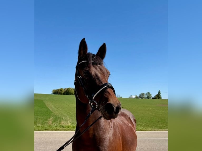 Deutsches Reitpony Stute 15 Jahre 142 cm Brauner in Drackenstein