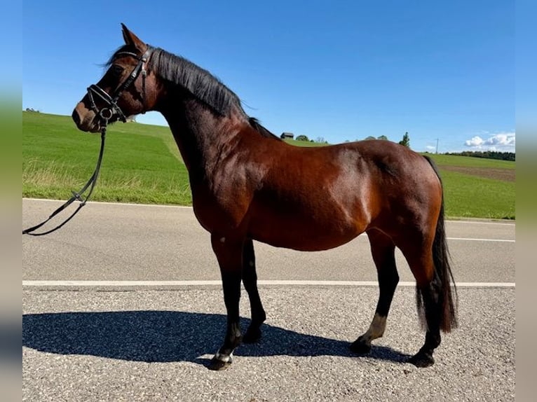Deutsches Reitpony Stute 15 Jahre 142 cm Brauner in Drackenstein