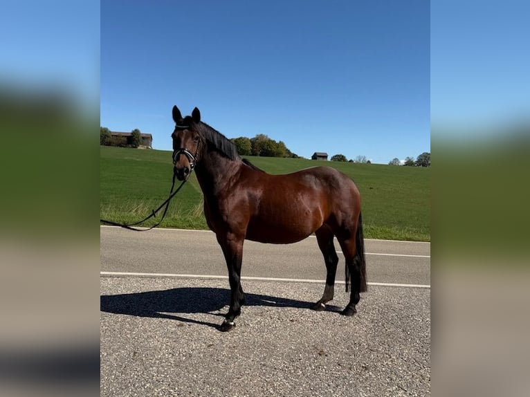 Deutsches Reitpony Stute 15 Jahre 142 cm Brauner in Drackenstein