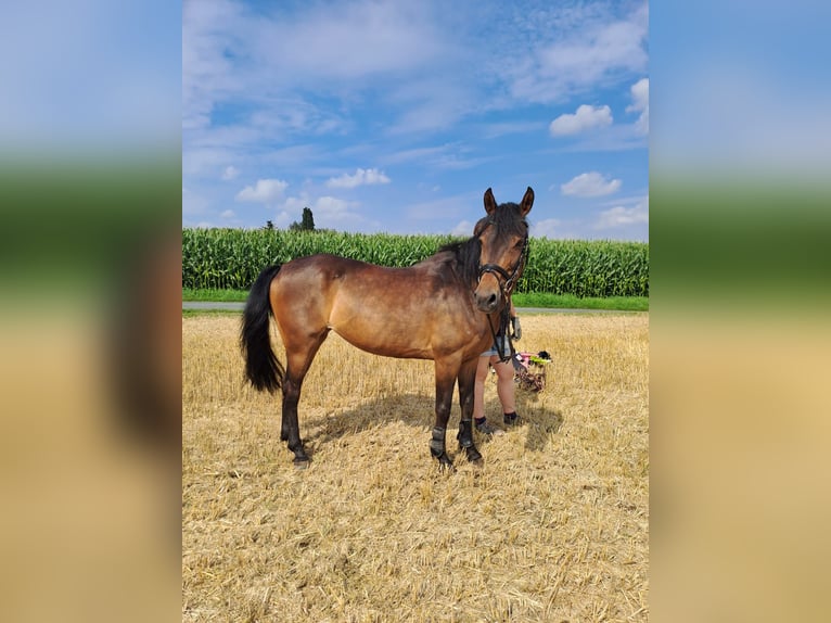 Deutsches Reitpony Stute 15 Jahre 142 cm Dunkelbrauner in Melle