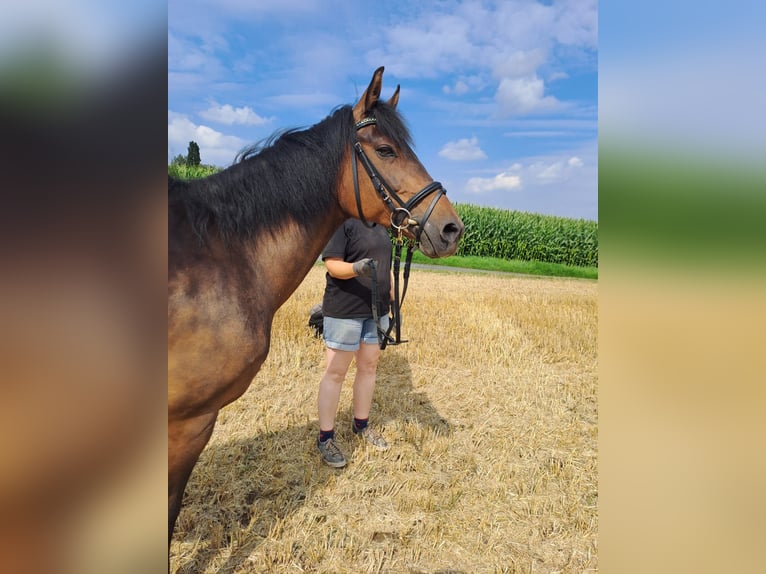 Deutsches Reitpony Stute 15 Jahre 142 cm Dunkelbrauner in Melle