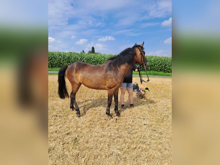 Deutsches Reitpony Stute 15 Jahre 142 cm Dunkelbrauner in Melle