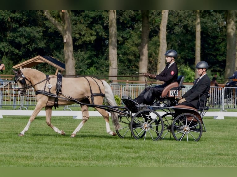 Deutsches Reitpony Stute 15 Jahre 142 cm Palomino in Marsberg