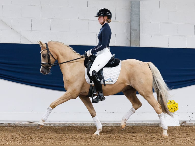Deutsches Reitpony Stute 15 Jahre 142 cm Palomino in Marsberg