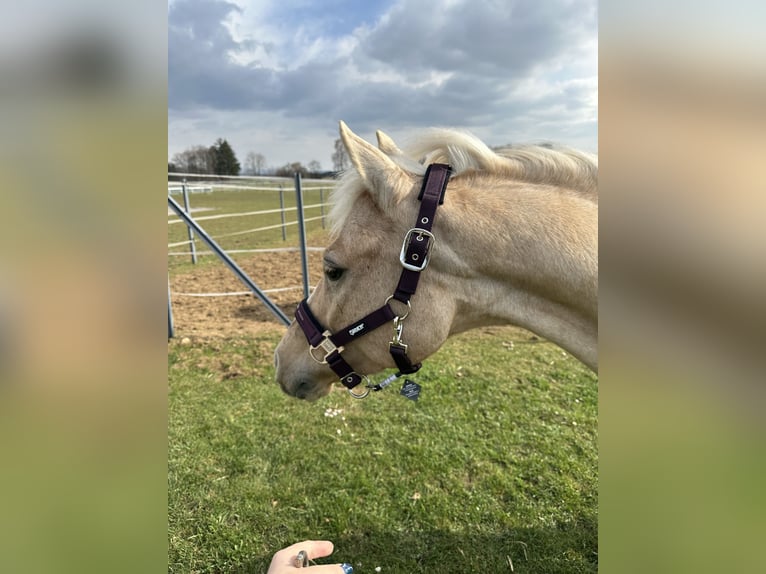 Deutsches Reitpony Stute 15 Jahre 142 cm Palomino in Zimmern ob Rottweil