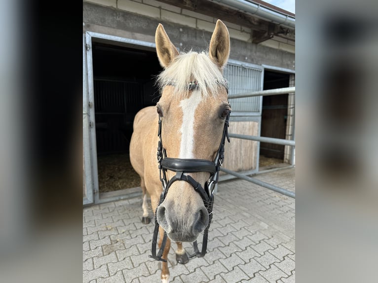 Deutsches Reitpony Stute 15 Jahre 142 cm Palomino in Zimmern ob Rottweil