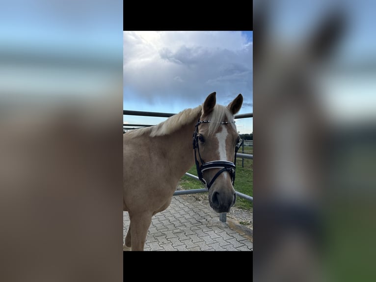 Deutsches Reitpony Stute 15 Jahre 142 cm Palomino in Zimmern ob Rottweil