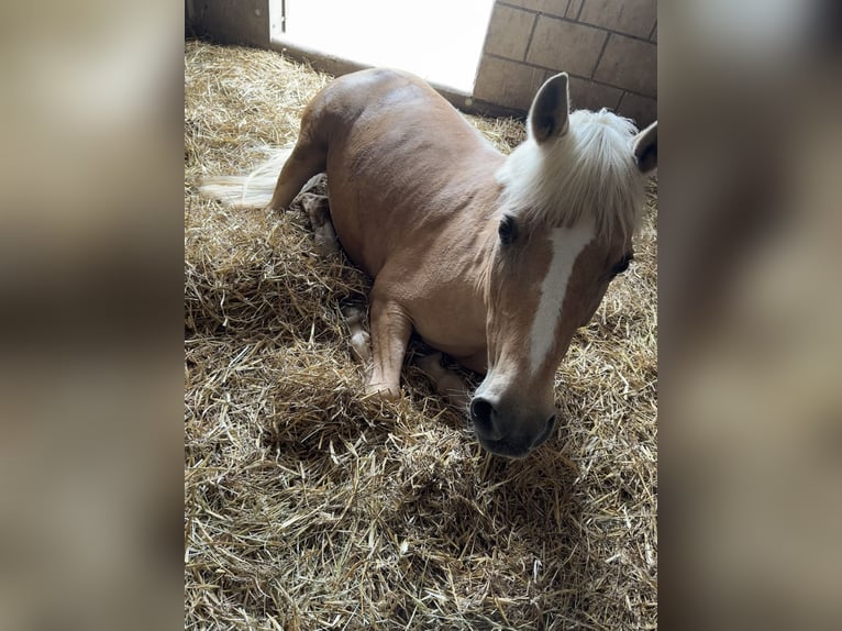 Deutsches Reitpony Stute 15 Jahre 142 cm Palomino in Zimmern ob Rottweil