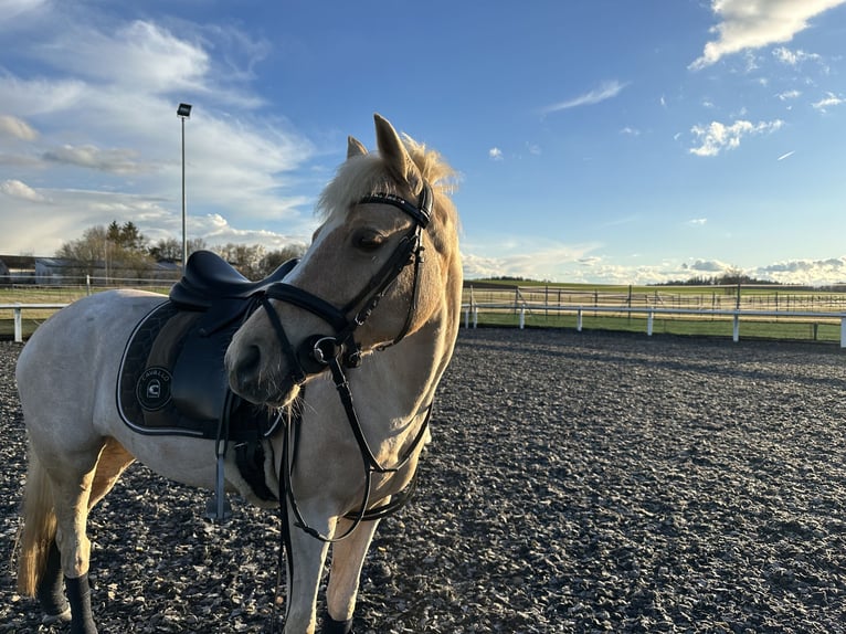 Deutsches Reitpony Stute 15 Jahre 142 cm Palomino in Zimmern ob Rottweil
